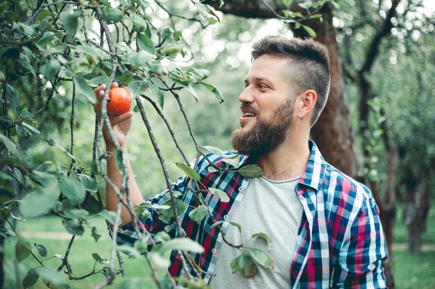 L'homme cueille la pomme de l'arbre