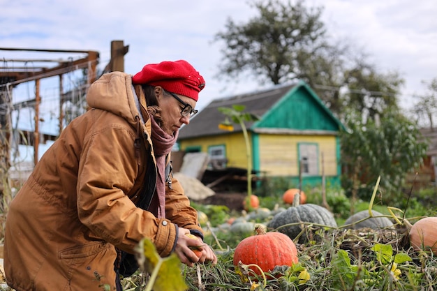 Photo un homme dans un chapeau rouge cueille des citrouilles dans un champ de citrouilles