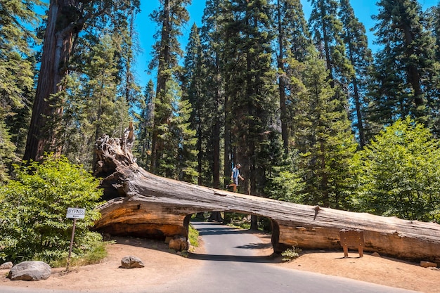 Un homme dans le parc national de Sequoia, le célèbre tunnel du parc