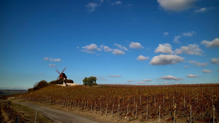 Photo un homme debout sur le champ par la route contre le ciel