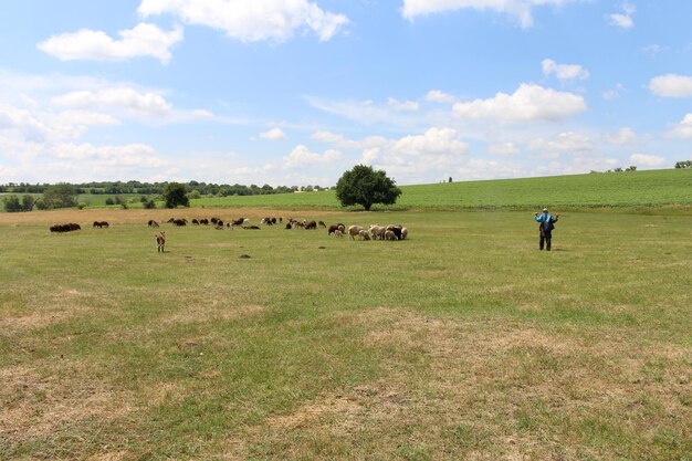 Photo un homme debout dans un champ avec un troupeau de moutons