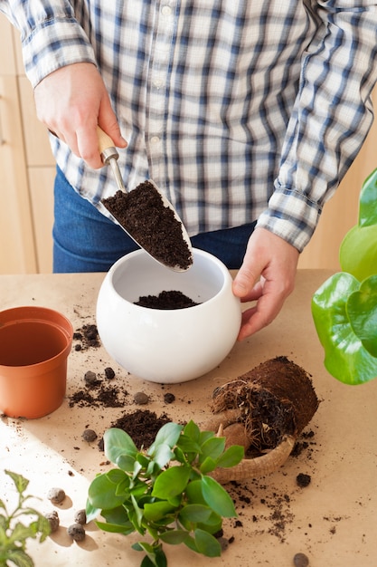 Photo homme, délocaliser, ficus, plante d'intérieur