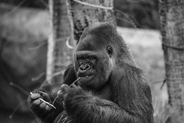 Photo un homme détourné dans le zoo