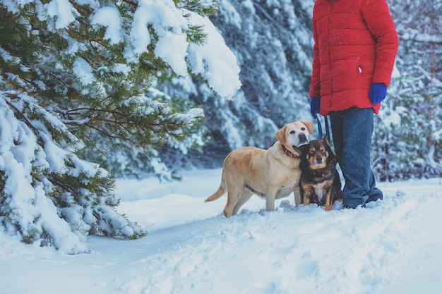 Homme avec deux chiens marchant dans la forêt enneigée en hiver