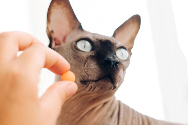 Homme donnant une pilule à un chat Sphynx sans poils