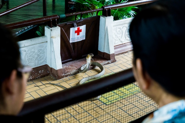 Homme effectuant un spectacle de serpents