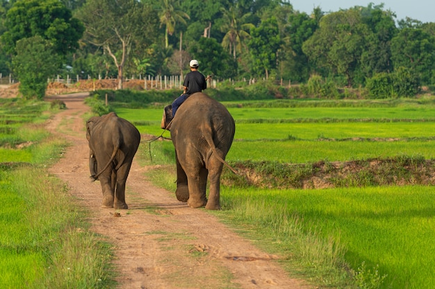 Homme sur un éléphant dans les champs de riz