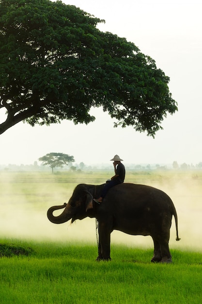 Homme sur un éléphant près d'un arbre