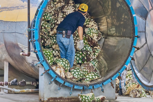 Homme empilant de l'agave dans un four prêt à le cuire à la vapeur