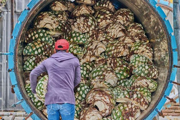 Homme empilant de l'agave dans un four prêt à le cuire à la vapeur