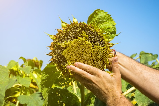 L'homme Essaie Les Graines De Tournesol Dans Sa Main, En Analysant La Plénitude Et La Qualité