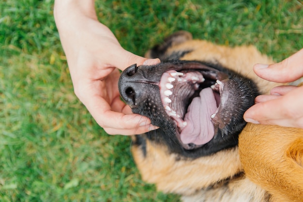 Un homme examine les dents d'un chiot berger allemand