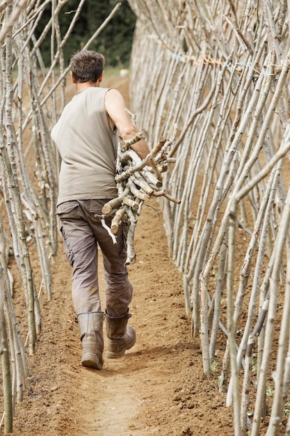 Un homme faisant un cadre à partir de bâtonnets de pois pour cultiver des légumes dans un potager biologique.