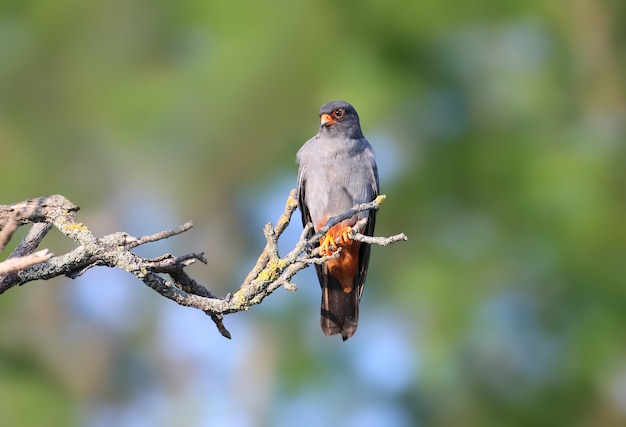 Homme faucon à pieds rouges (Falco vespertinus) est assis sur une branche.