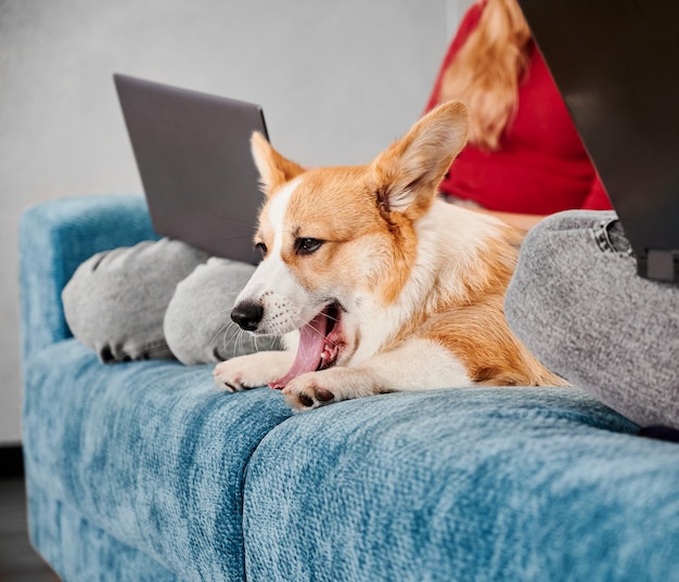 Homme et femme assis sur un canapé avec Corgi et utilisant des cahiers