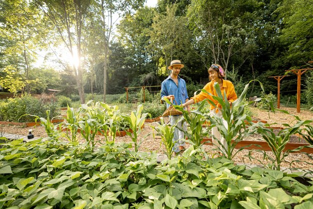 Homme et femme récoltant au jardin de la maison