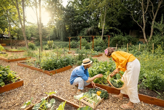 Homme et femme récoltant des légumes verts dans le jardin de la maison