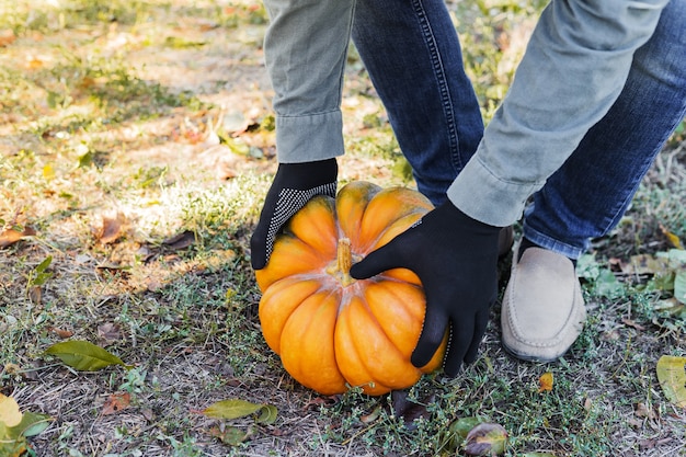 L'homme en gants holdyellow citrouille dans le champ de la récolte d'automne citrouille patch