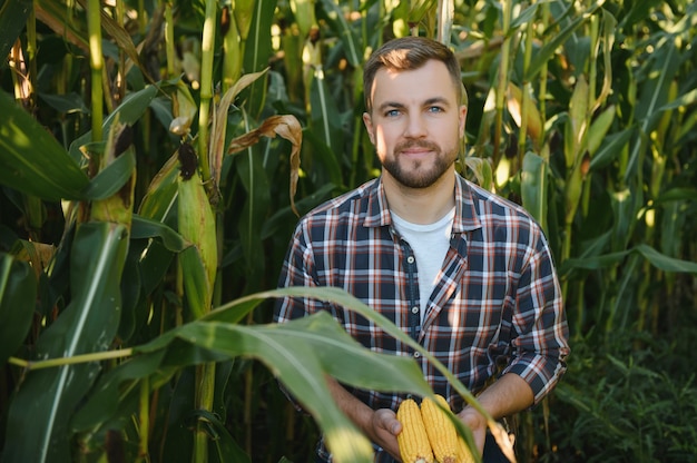 Un Homme Inspecte Un Champ De Maïs Et Recherche Des Parasites. Agriculteur Et Agro-entreprise Prospères