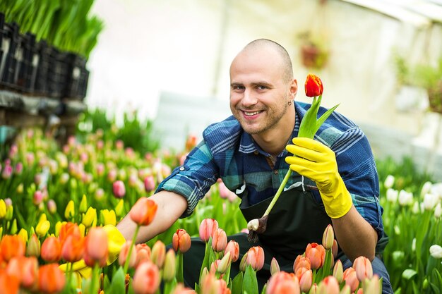 Homme jardinier fleuriste tenant un bouquet de fleurs debout dans une serre où les tulipes cultivent