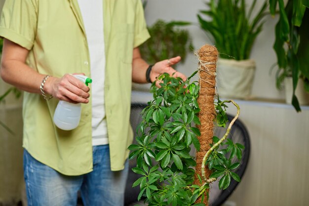 Homme jardinier pulvérisation arrosage Schefflera pot à la maison