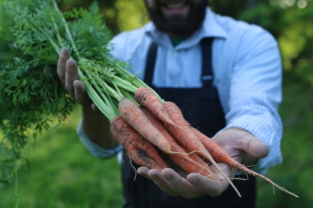 Homme de jardinier tenant la récolte de carottes dans une main