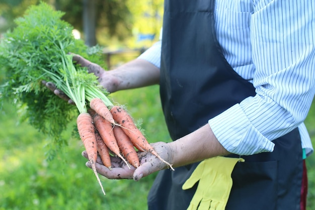 Homme de jardinier tenant la récolte de carottes dans une main