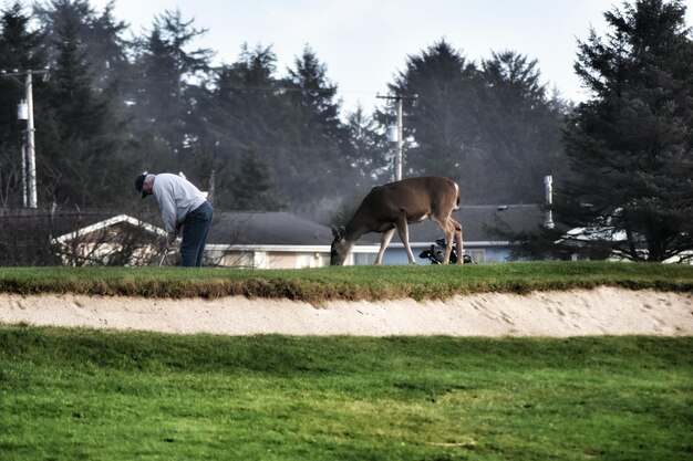 Photo un homme jouant au golf avec des cerfs qui paissent sur le terrain contre des arbres.