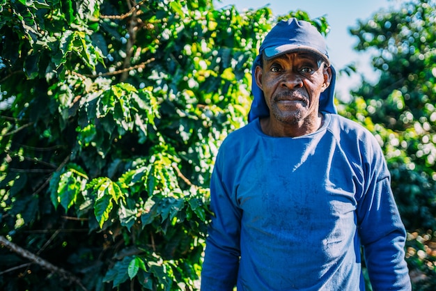 Homme Latin Cueillant Des Grains De Café Par Une Journée Ensoleillée. Le Producteur De Café Récolte Des Baies De Café. Brésil