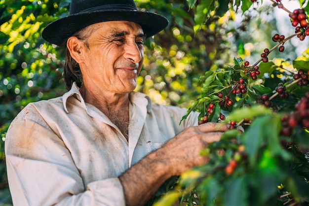 Homme latin cueillant des grains de café par une journée ensoleillée. Le producteur de café récolte des baies de café. Brésil