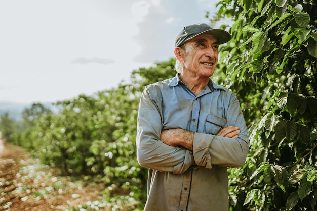 Homme latin cueillant des grains de café par une journée ensoleillée Un producteur de café récolte des baies de café Brésil