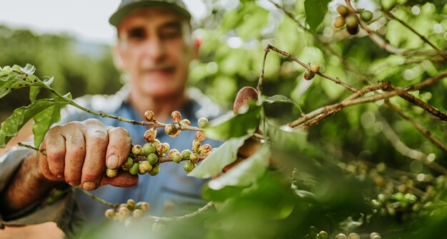 Homme latin cueillant des grains de café par une journée ensoleillée Un producteur de café récolte des baies de café Brésil