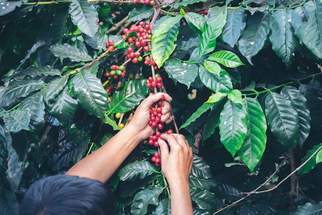 Homme Mains récolte grain de café mûr Baies rouges plante graine fraîche caféier croissance dans une ferme écologique verte Gros plan mains récolte rouge graine de café mûre robusta arabica baie récolte café ferme