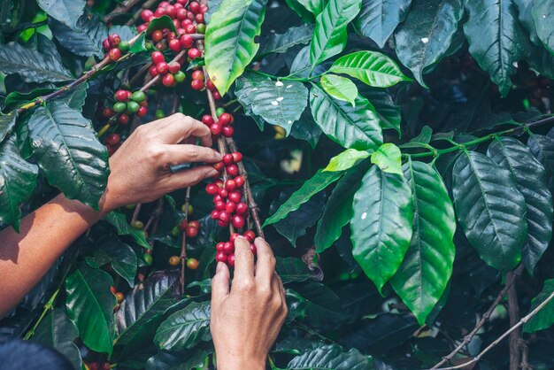 Homme Mains récolte grain de café mûr Baies rouges plante graine fraîche caféier croissance dans une ferme écologique verte Gros plan mains récolte rouge graine de café mûre robusta arabica baie récolte café ferme