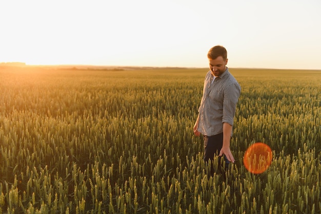 Homme marchant dans le blé pendant le coucher du soleil et touchant la récolte