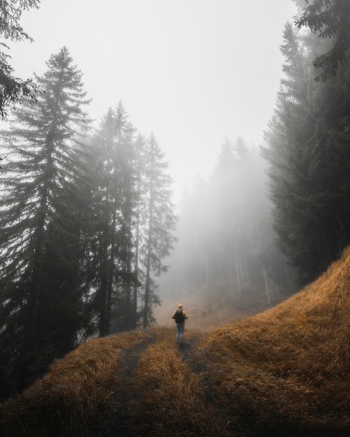 Homme marchant dans les bois brumeux dans les Dolomites