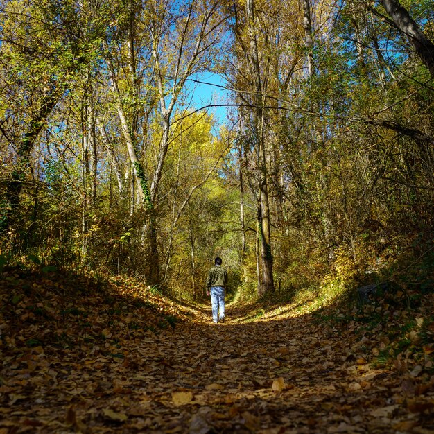 Homme marchant dans les bois sur un tapis de feuilles tombées en automne.