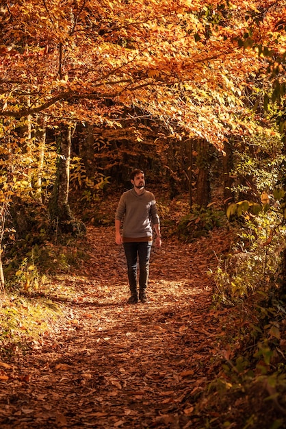 Homme marchant dans un chemin d'automne forêt de hêtres