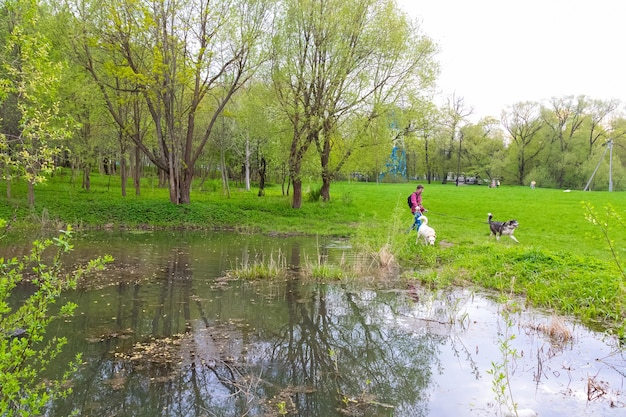 Homme marchant avec deux chiens dans un parc d'été verdoyant près d'un étang