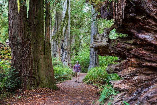 Homme marchant sur le sentier entre les séquoias massifs dans la forêt du nord de la Californie, USA