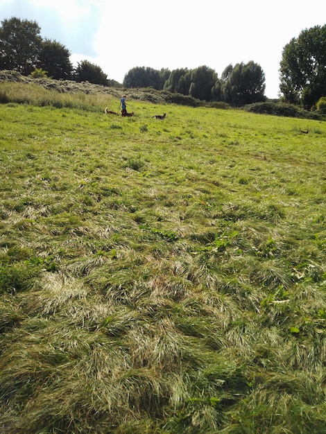 Photo un homme marche sur un champ d'herbe contre le ciel