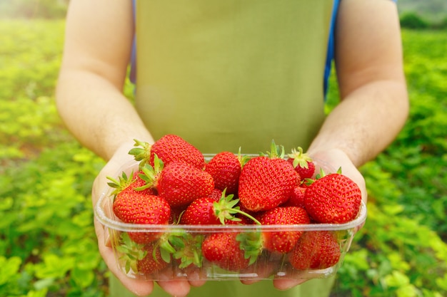 Homme méconnaissable tenant une boîte avec des fraises mûres fraîches dans un fichier