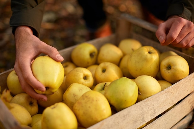 L'homme met la pomme d'or mûre jaune à une boîte en bois de jaune au producteur de ferme de verger récoltant dans