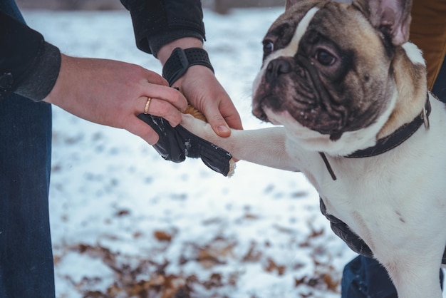 Homme mettant des bottes sur la patte des chiens