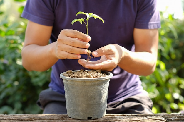 homme, mettre, petite plante, dans, a, pot fleur