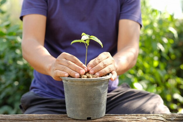 homme, mettre, petite plante, dans, a, pot fleur