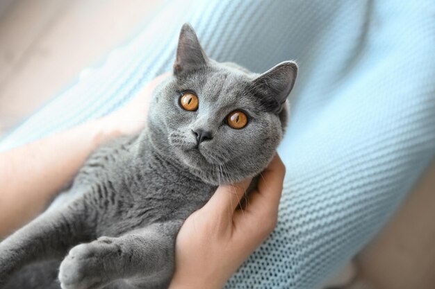 Homme avec mignon chat gris vue rapprochée