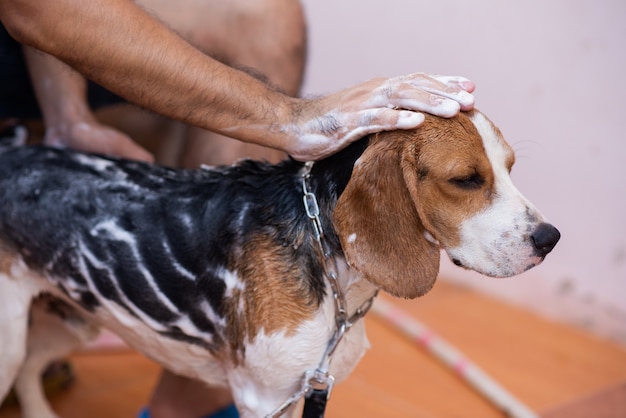 Homme Et Mignon Chiot Beagle Prenant Une Douche