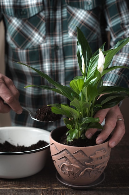 L'homme a mis la fleur de spathiphyllum dans le pot vertical