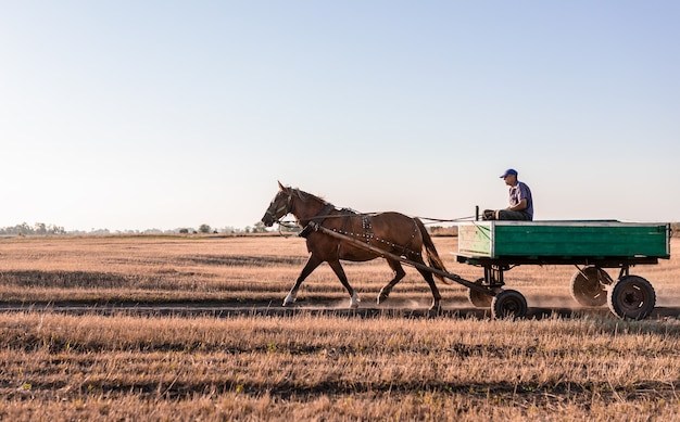 Un homme monté sur un chariot